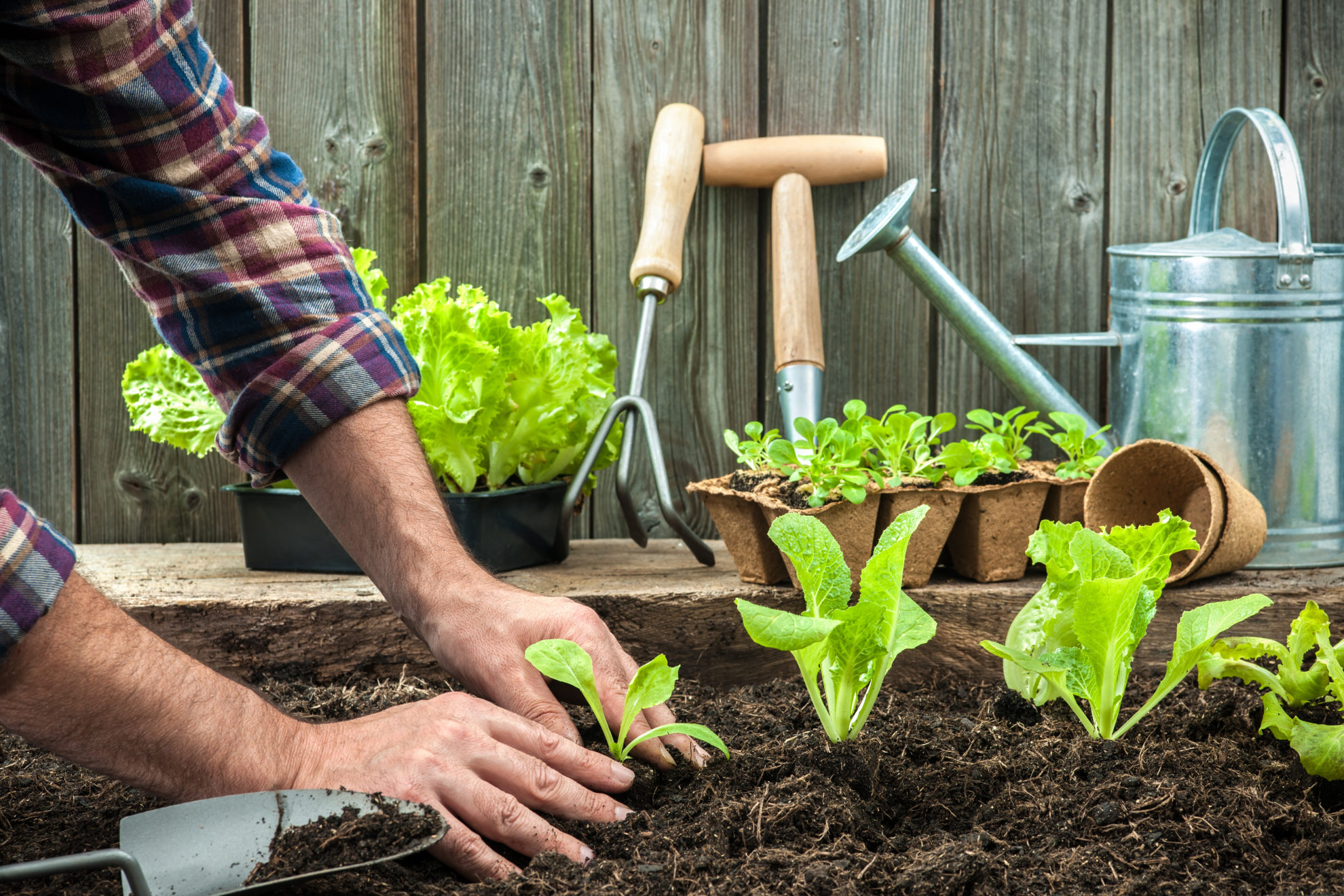 Farmer planting young seedlings of lettuce salad in the vegetable garden