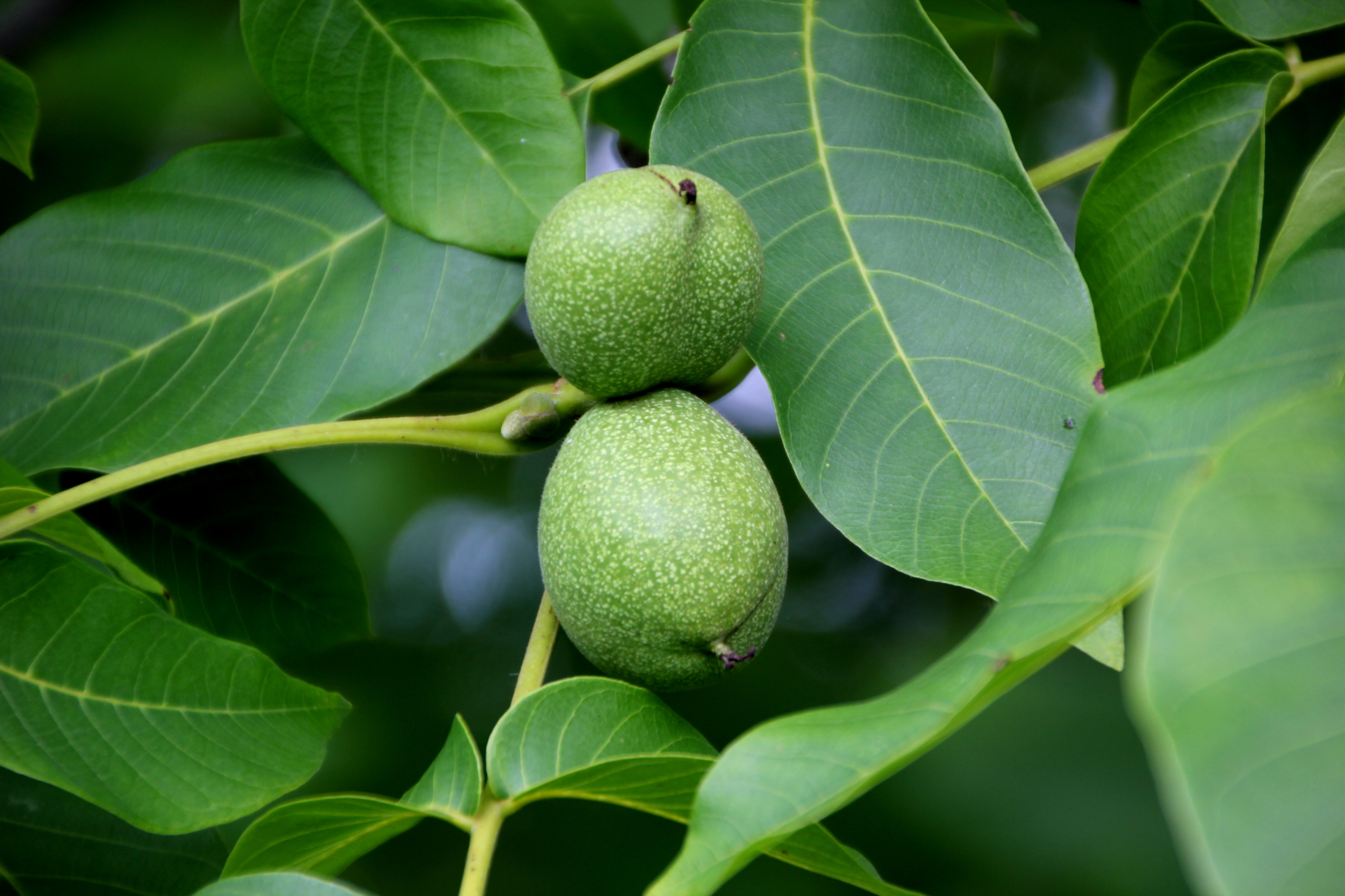green-walnuts-2