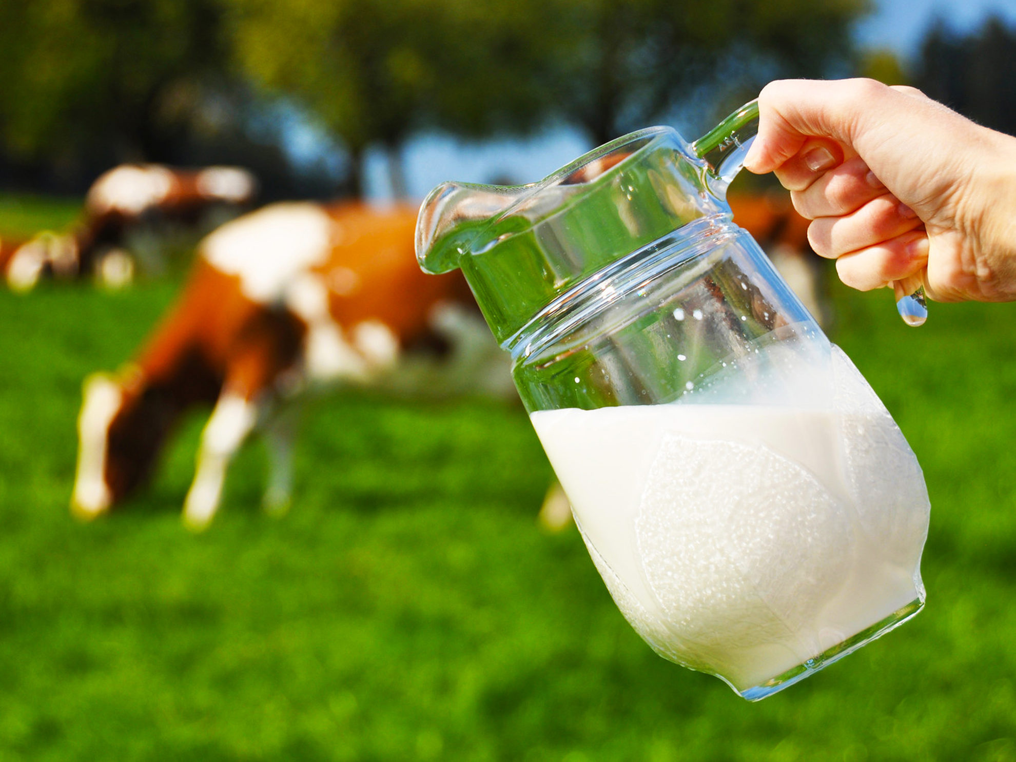 got-milk-the-raw-dairy-revolution