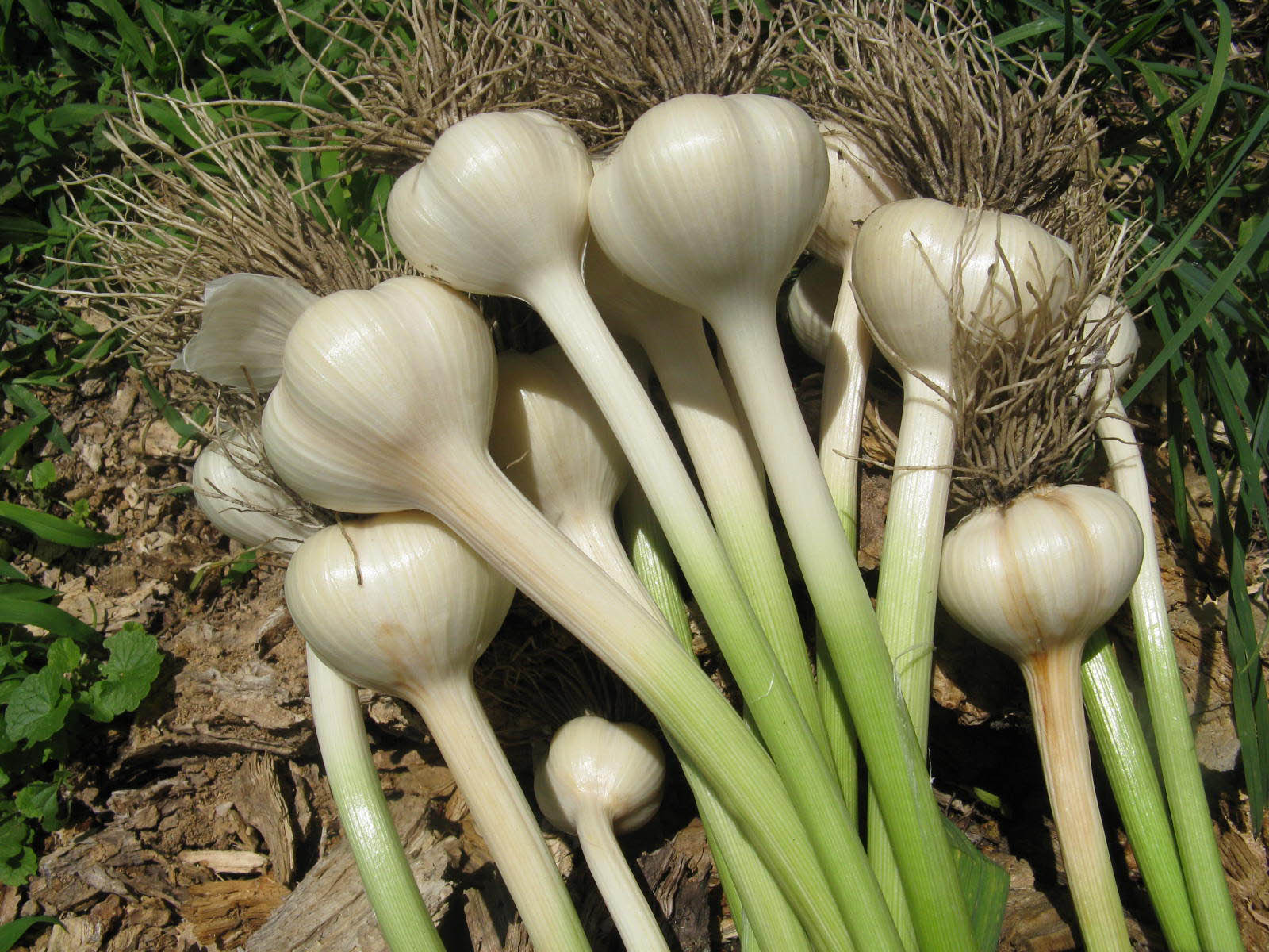 garlic-in-garden