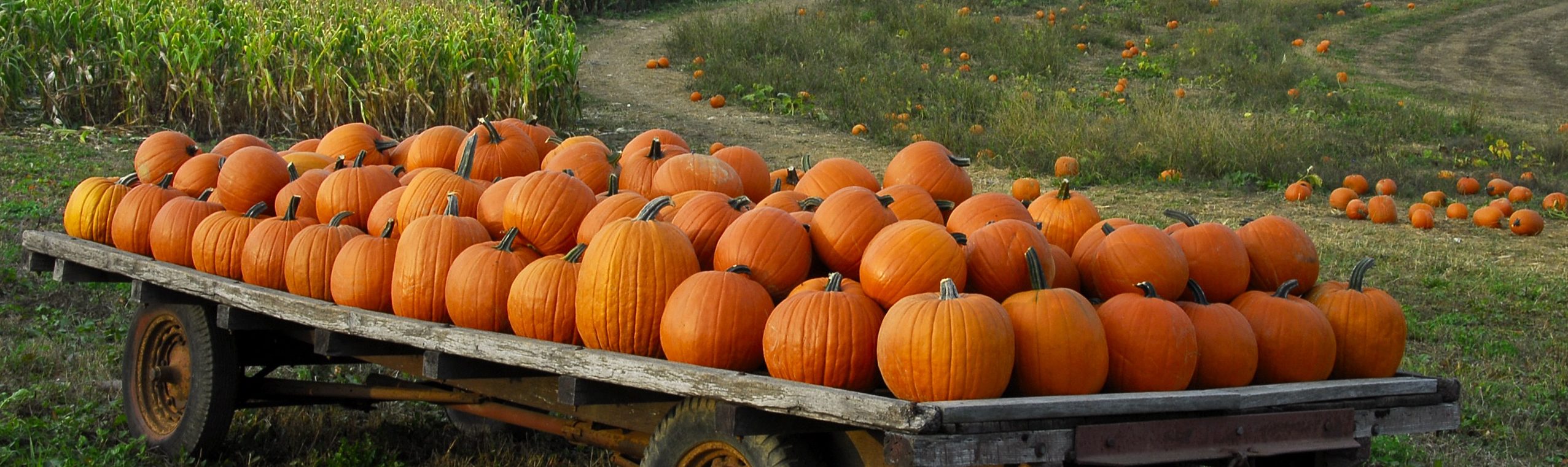 pumpkin-trailer-big