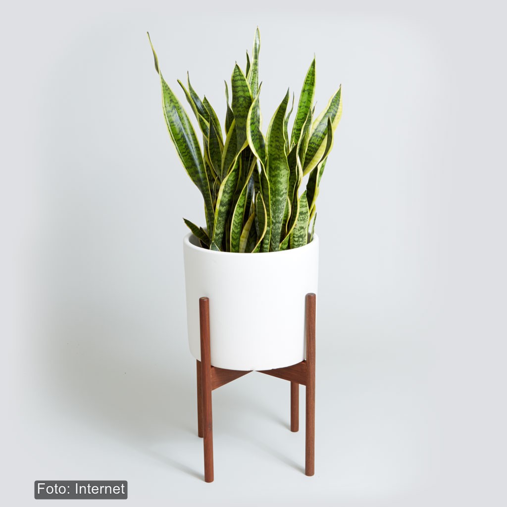 watermarked-Modernica_nyc_snake_plant_white_1024x1024