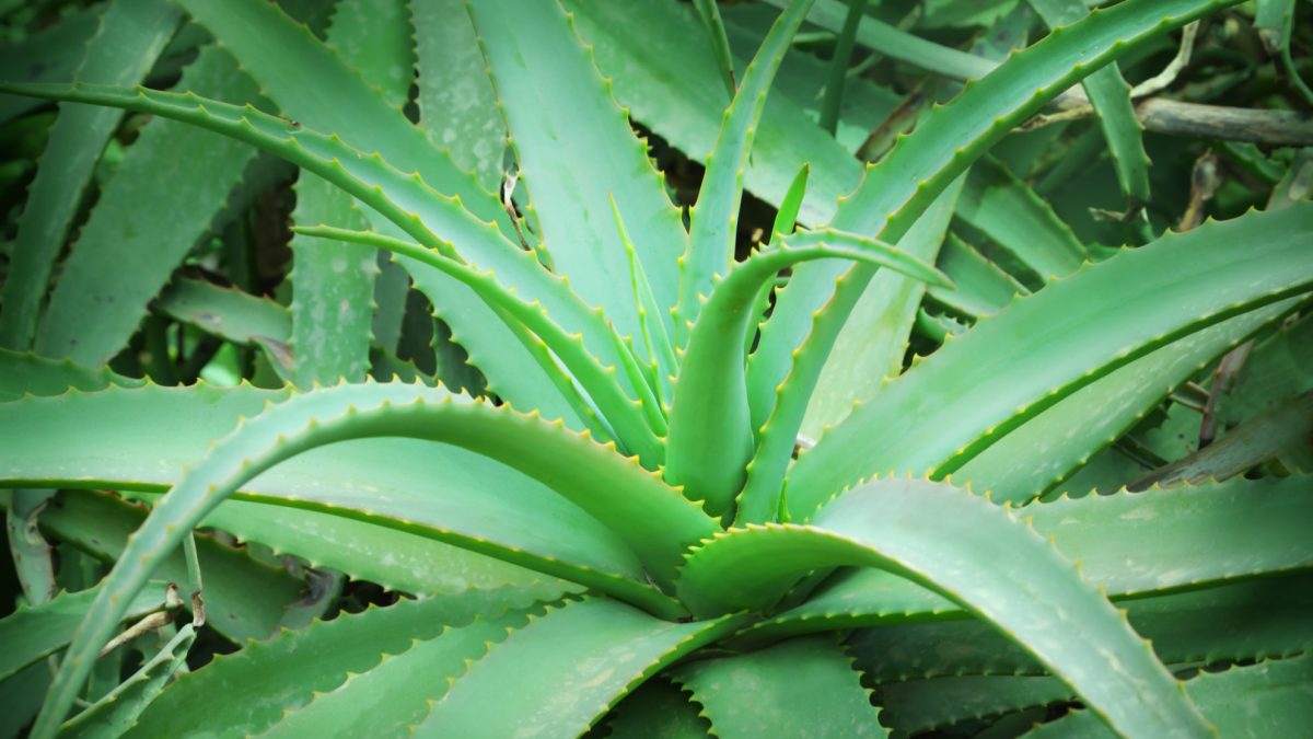 aloe-vera-as-an-anti-inflammatory