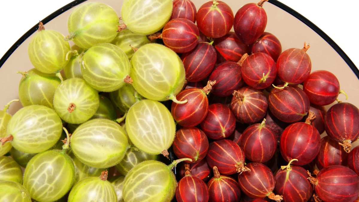red and green gooseberry isolated on white background