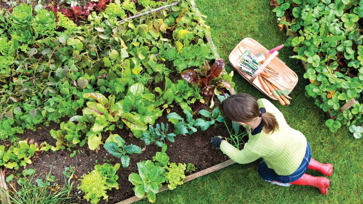 Digging The Vegetable Garden Birds eye view of a woman gardener weeding an organic vegetable garden with a hand fork.