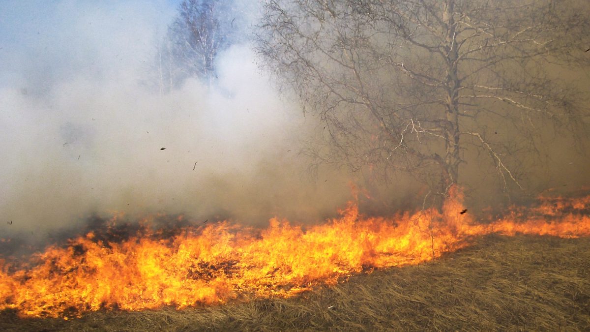 incendiu-de-vegetatie
