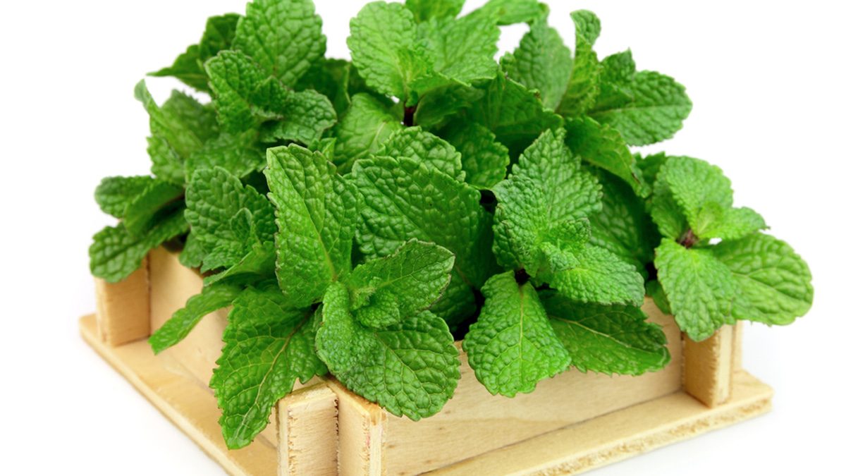 mint
