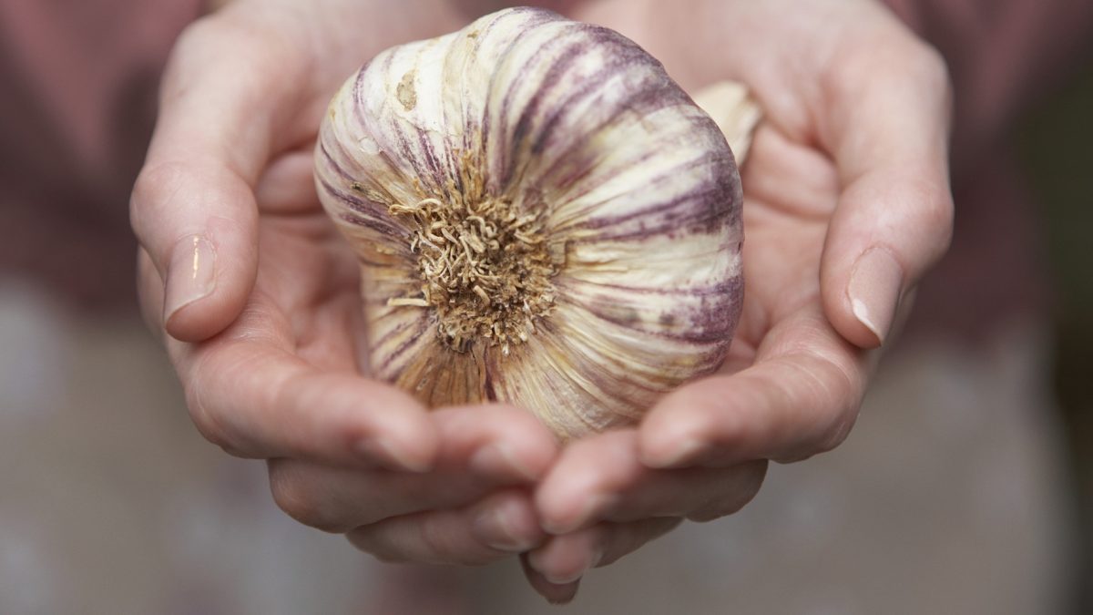 o-garlic-facebook