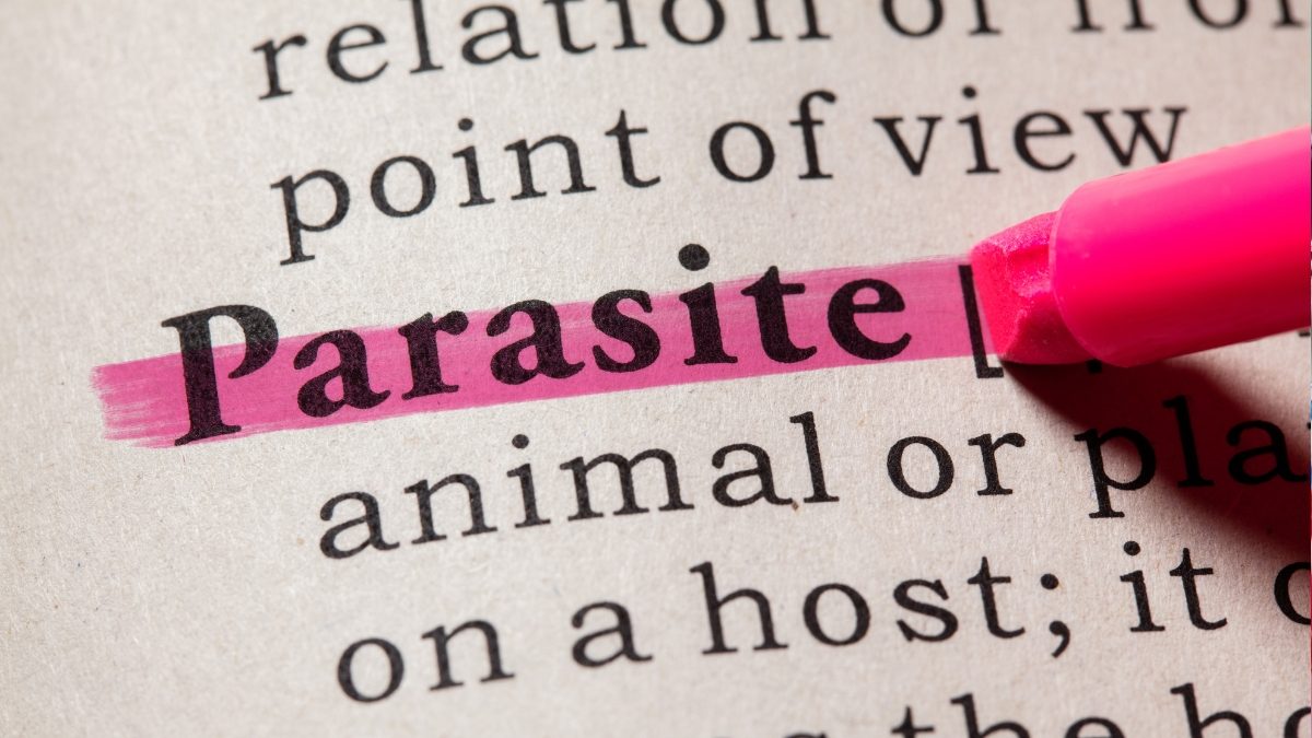 parasite
