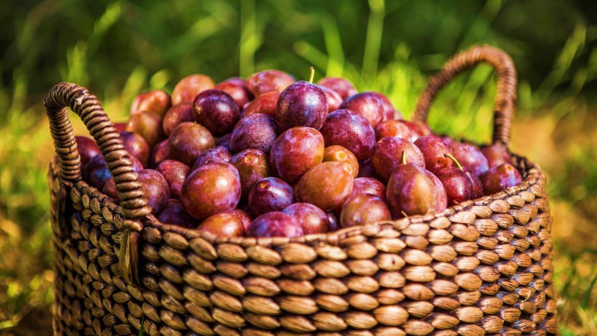 plums in basket full shot