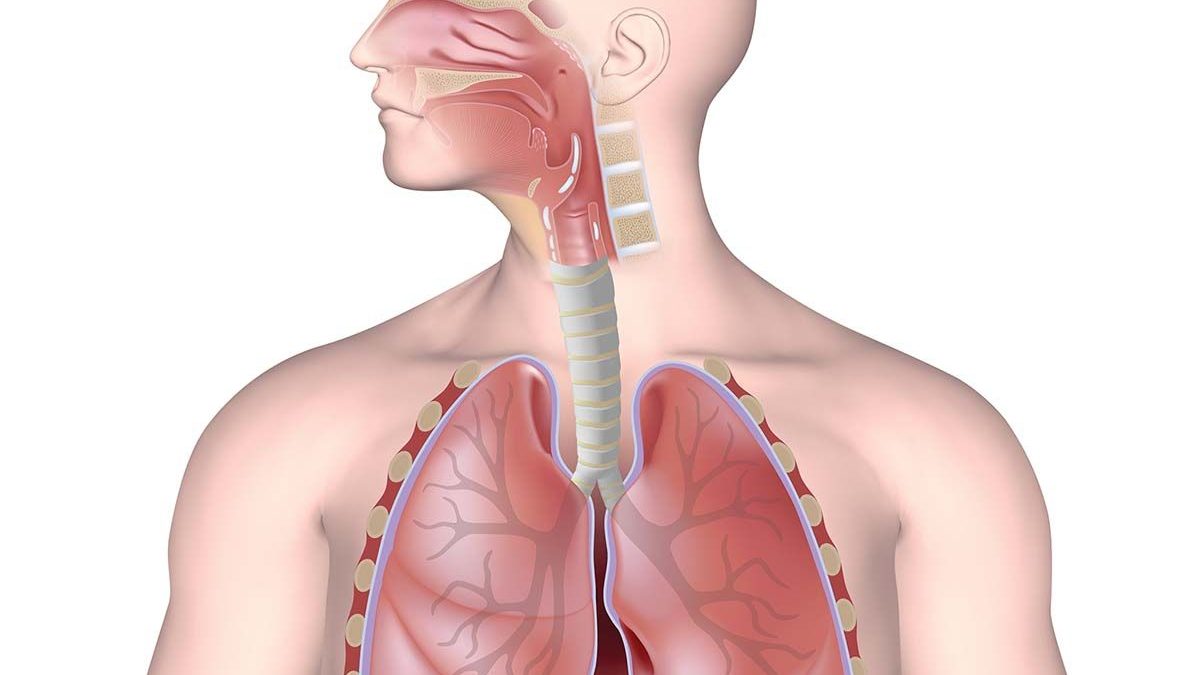 The respiratory system, unlabeled