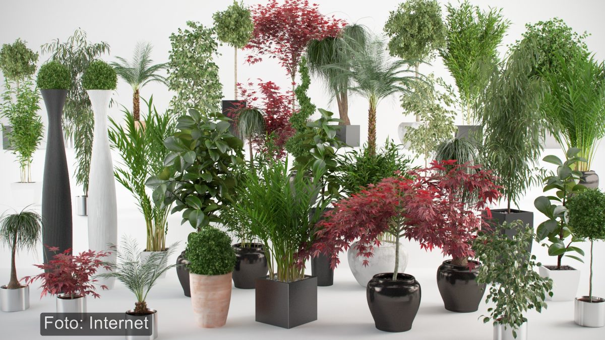 watermarked-vp-interior-plants-all-03_22857100