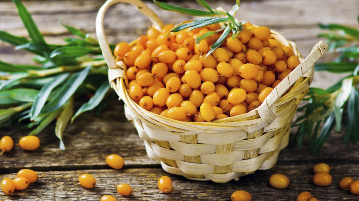 berries of an organic sea-buckthorn in a basket. style rustic. selective focus